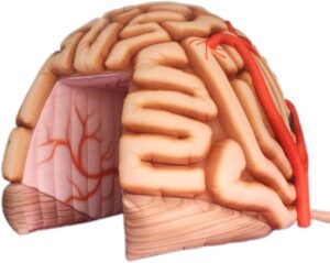 Image 1 of inflatable brain tunnel tent